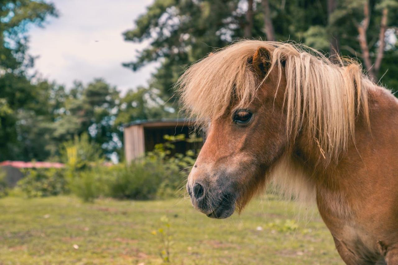 Europarcs Reestervallei IJhorst Exteriör bild